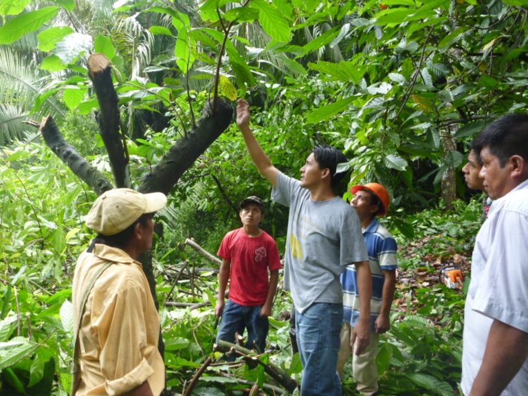 Home - Toledo Cacao Growers Association